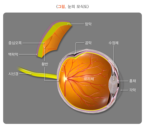 그림 눈의 모식도