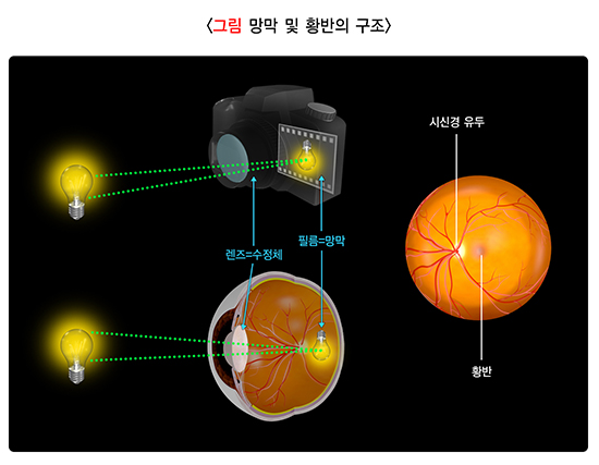 그림 망막 및 황반의 구조