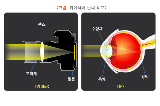 그림 카메라와 눈의 비교