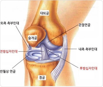 앞뒤, 안팎으로 4개의 인대가 무릎을 지지하고 있는 사진