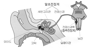 전정계란 내이 (內耳)에 있는 세개의 반고리관과 전정신경, 그리고 뇌간 (뇌의 일부분)에 있는 전정신경핵을 말한다. 세반고리관과 전정신경을 말초전정계라 하고 전정신경핵을 중추전정계라 한다.